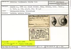 Karteikarte zum Holotyp von Robulina taettowata Stache, 1864